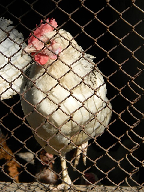 地緩解球隊 地緩解球隊